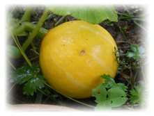 DSCN6485.JPG