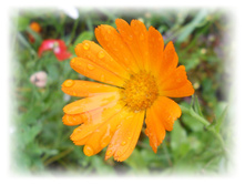 DSCN6487.JPG
