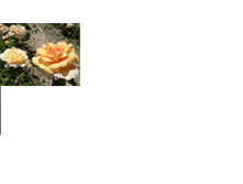 ����.png
