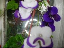 SDC12288.JPG
