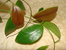 Flavida