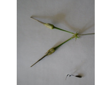 Pelargonium elongatum. ������ ������ :)