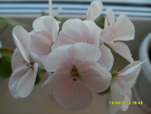 Mawerick Appleblossom