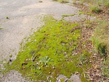 DSC_0059.jpg