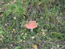 DSC_0100.jpg