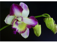 Dendrobium Kultana Fancy (red) 3.jpg