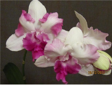 Dendrobium phalaenopsis Anucha flair.jpg