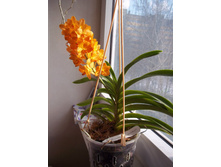 ���������� Sooksamran Sunlight.jpg
