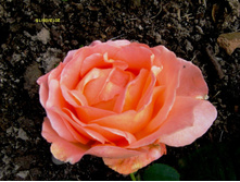 S73R3294.JPG