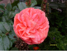 S73R3354.JPG