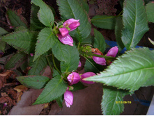 S73R3368.JPG