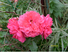 S73R3387.JPG