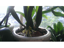 IMAG0530.jpg