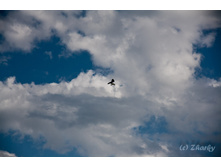 IMG_8732.jpg