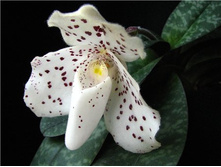 Paph._conco-bellatulum..jpg