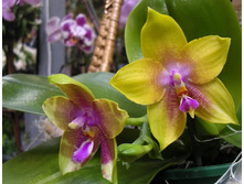 Phalaenopsis Bedford Nonpareil.jpg