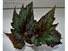 Black Prince
