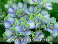 Optimara EverGrace