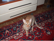 DSCF0367.jpg