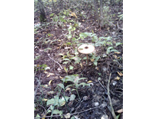 IMG1027A.jpg