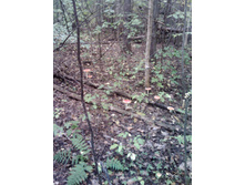 IMG1031A.jpg