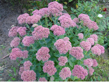 ������  ������� (Sedum telephium)