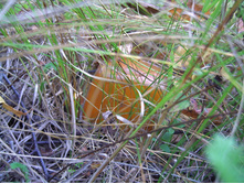 PICT0003.JPG