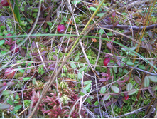 PICT0011.JPG