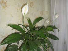 3039620.DSC02622.jpg