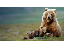 GrizzlyMom_ROW116078461.jpg