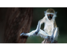 VervetMonkey_ROW45573822.jpg