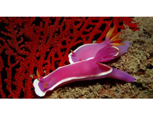 SeaSlugs_ROW423239929.jpg