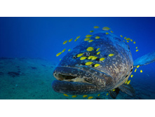 Grouper_ROW1335529411.jpg