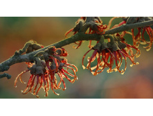 WitchHazel_ROW1931095158.jpg