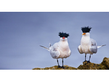 ElegantTerns_ROW1241966177.jpg
