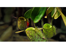 PitcherPlants_ROW1435732892.jpg
