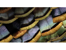 TurkeyFeather_ROW1842942903.jpg