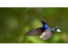 VioletSabrewing_ROW3662473670.jpg