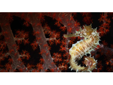 ThornySeahorse_ROW1853833357.jpg