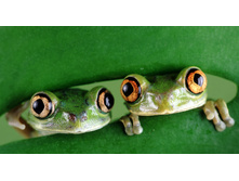 TreeFrogs_ROW849080791.jpg