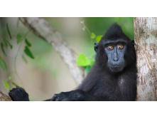 CrestedMacaque_ROW1188683592.jpg