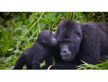 BabyGorilla_ROW3256398151.jpg
