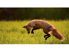 RedFox_ROW591375413.jpg