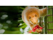 Cuscus_ROW2223740503.jpg