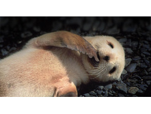 FurSeal_ROW1834190668.jpg