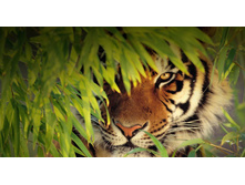 BengalTiger_ROW1856762196.jpg