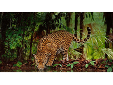 Jaguar_ROW2254613024.jpg