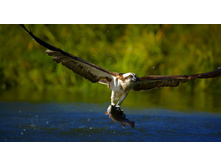 Osprey_ROW495150966.jpg