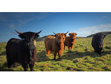 CornwallCows_ROW55519139.jpg