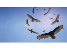 Vultures_ROW989355476.jpg